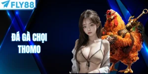 Đá Gà Chọi Thomo - Đấu Trường Kịch Tính Nghẹt Thở Fly88