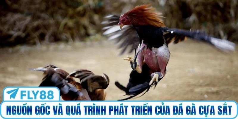 Nguồn gốc và quá trình phát triển của đá gà cựa sắt