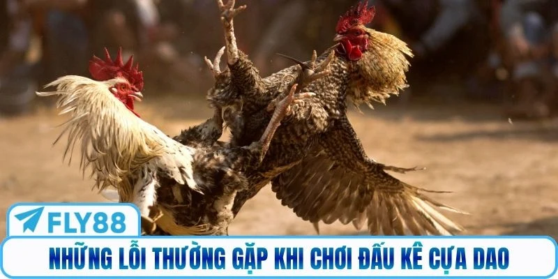 Những lỗi thường gặp khi chơi đấu kê cựa dao