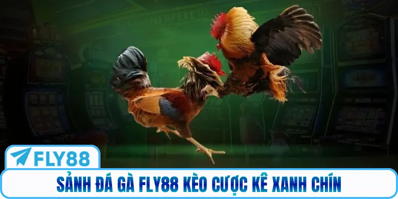 Sảnh đá gà Fly88 kèo cược kê xanh chín