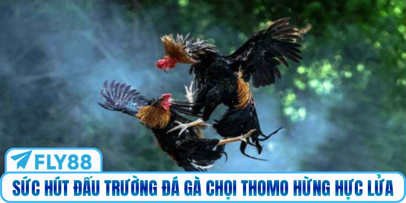 Sức hút đấu trường đá gà chọi Thomo hừng hực lửa